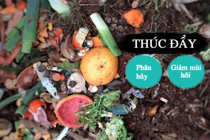 Vai trò vi sinh vật trong bể phốt